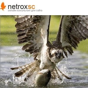 Cистема онлайн-консультирования netroxsc существенно модернизирована  